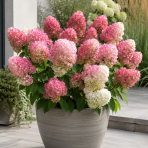 Hortenzia metlinatá (Hydrangea paniculata) ‘LIVING PINK & ROSE’® by LIVING CREATIONS® - výška 40-60 cm, kont. C1,5L